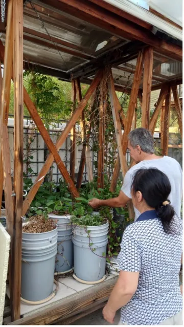 Backyard hydroponics system using the deep-water bucket system in Tucson, Arizona