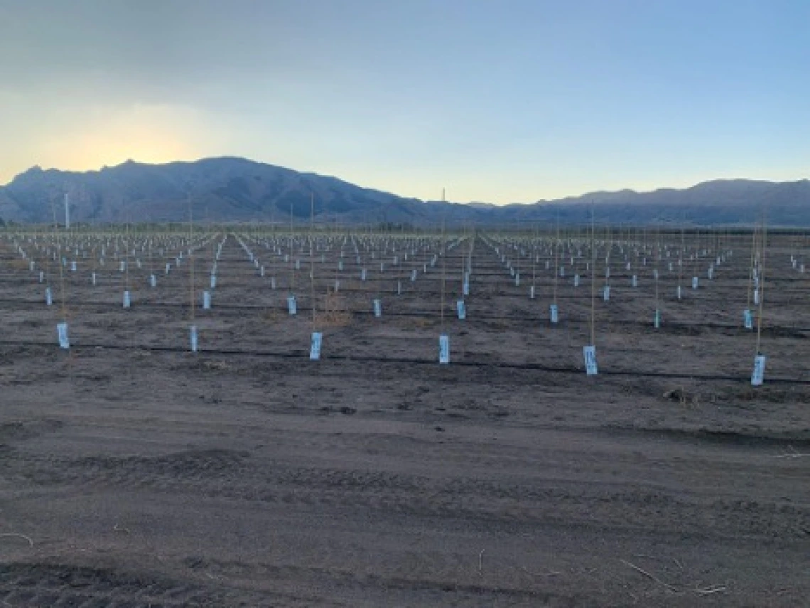 Newly planted pecan trees in front of the Cochise Mountains at sunset. Cochise Ccounty, where agriculture generally relies on groundwater, is home to the newest groundwater Active Management Area in Arizona.