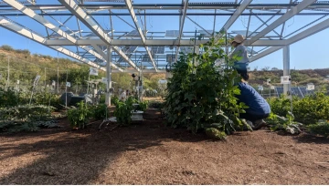 Figure 2: The crops we tested for changes in nutrient content growing underneath our agrivoltaic system