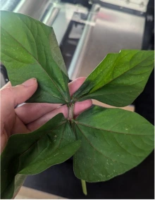 Figure 4: One of the cowpea samples we analyzed